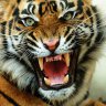 Tigerclaw531
