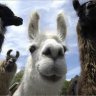 TheLastLlama
