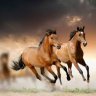 Neighneighhorse