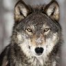 xLoneWolfx