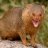 Cross_knight
