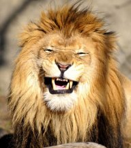 HappyLion34