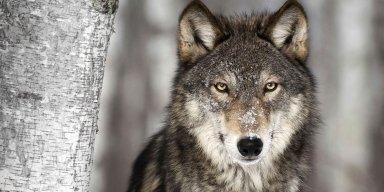 xLoneWolfx