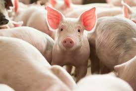 PorkyUnderling
