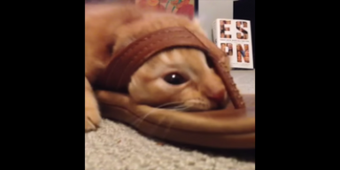 LukaDrgn