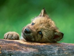 EmmaWolf