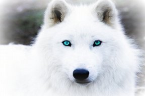 HowlerMoon