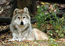 Wolvesrock