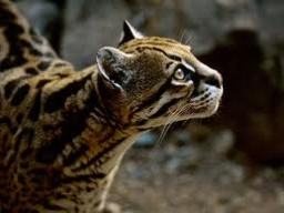 zoolouie