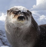 FiFyFoFumOtter