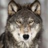 xLoneWolfx
