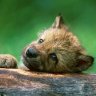 EmmaWolf