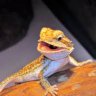 reptileboy2013