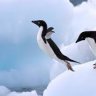 BadPenguinn