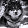GuardianWolfe