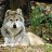 Wolvesrock